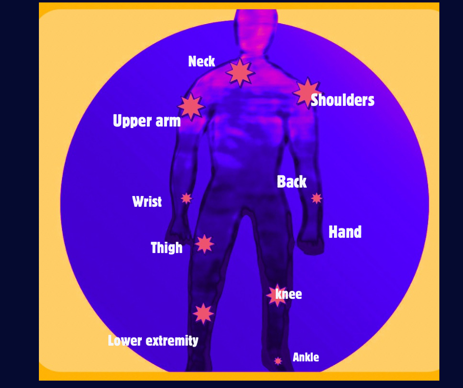 The Human Anatomy 
